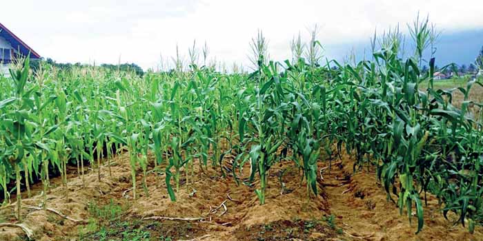 Lahan Jagung Sidomulyo 1