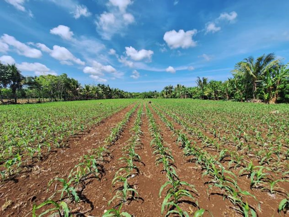 Lahan Jagung Semangga 2