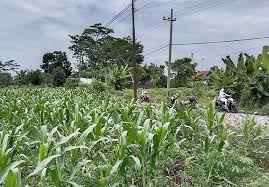 Foto lahan jagung