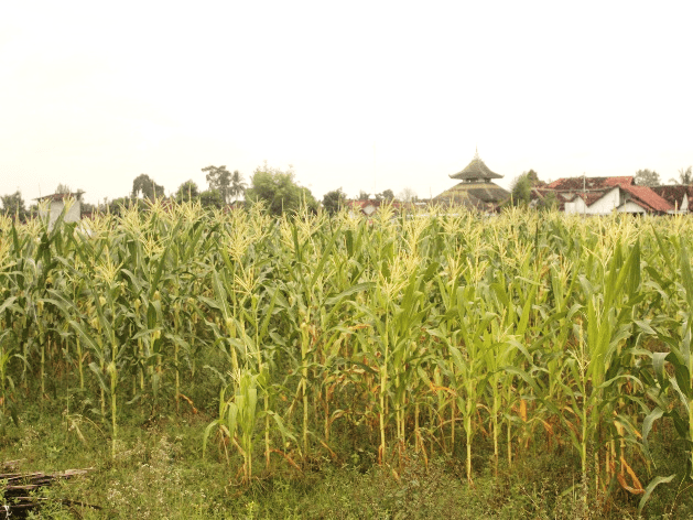 Lahan Jagung Semangga 3