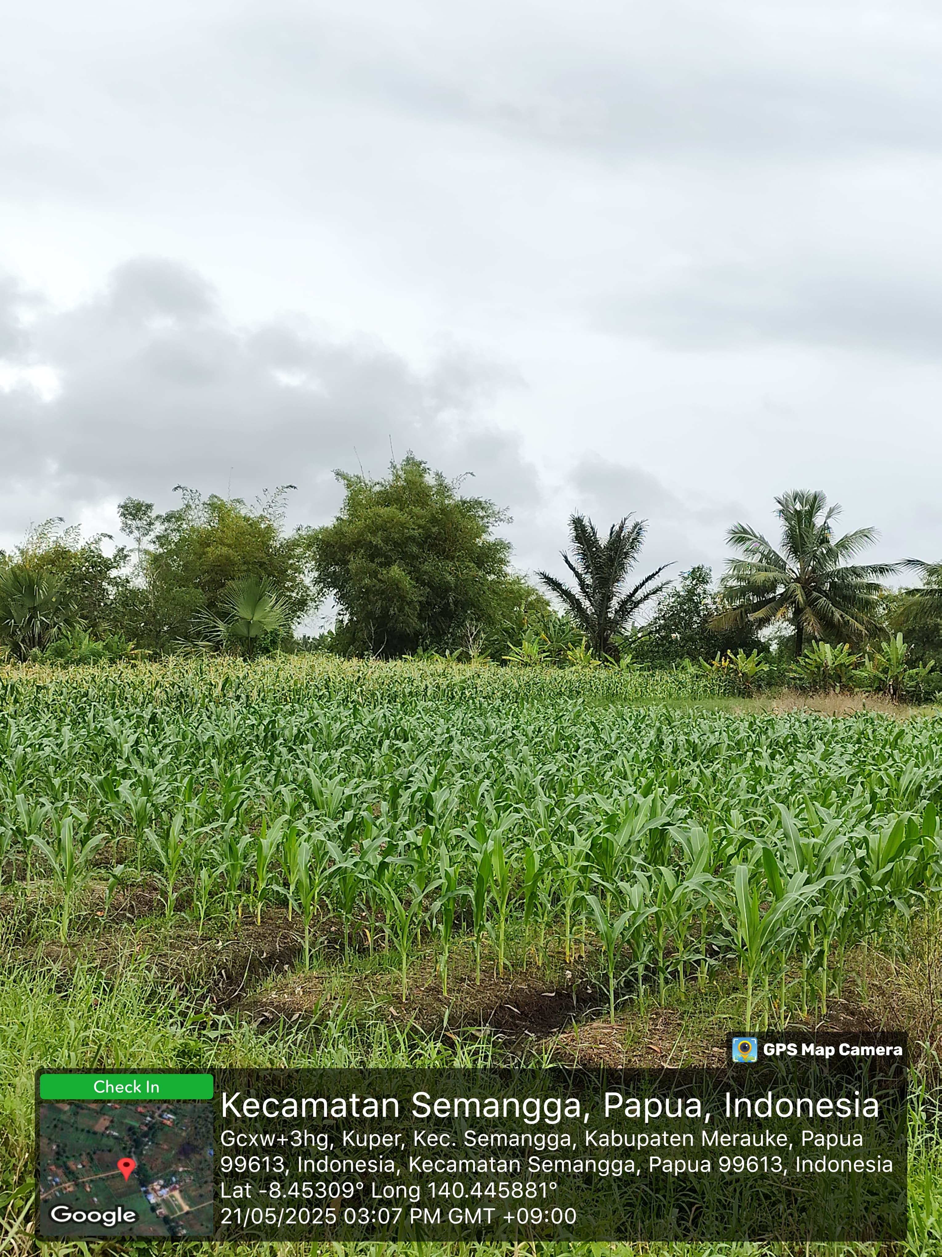 Lahan Jagung Semangga 4