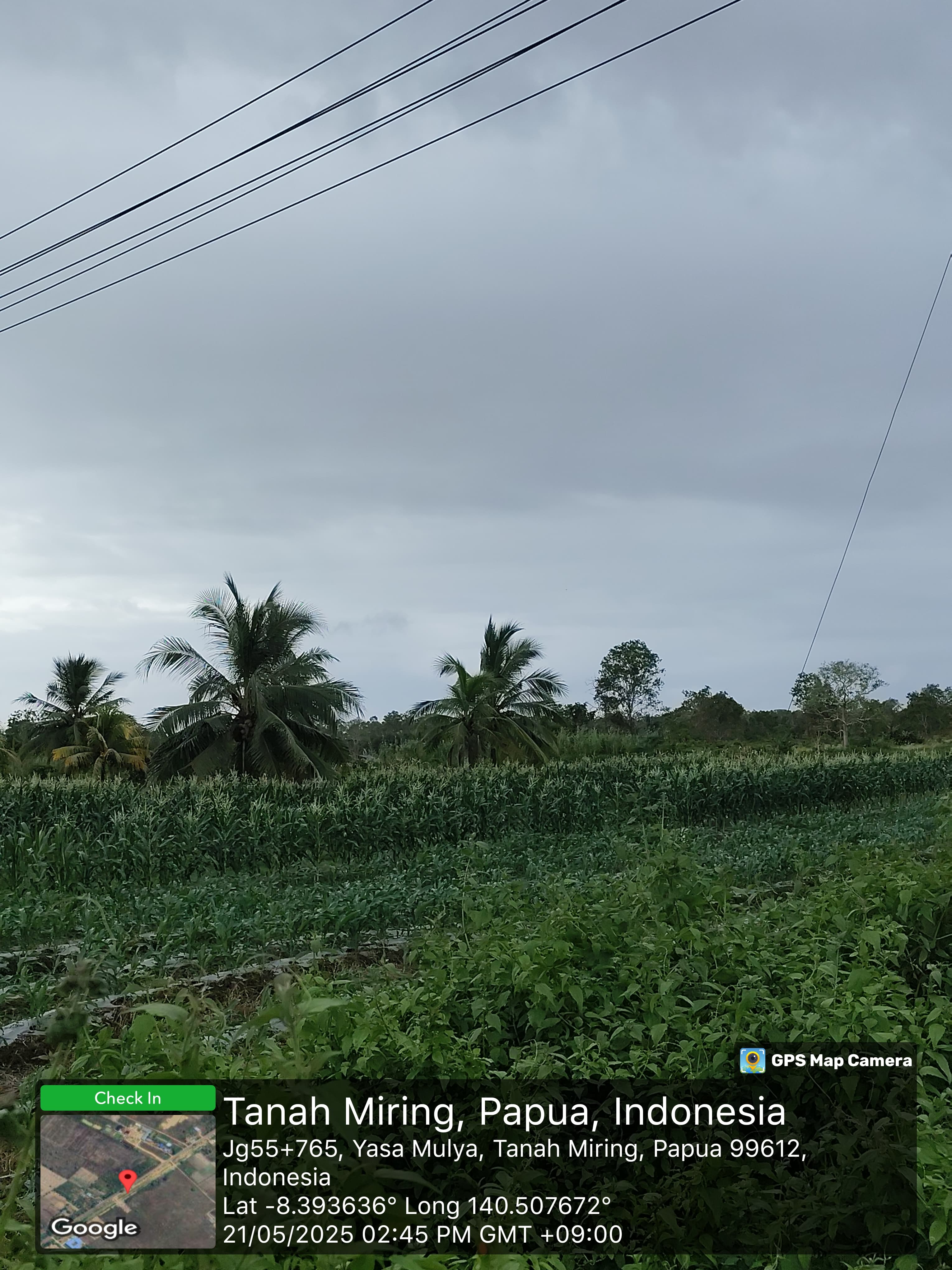 Lahan Jagung Tanah Miring 1