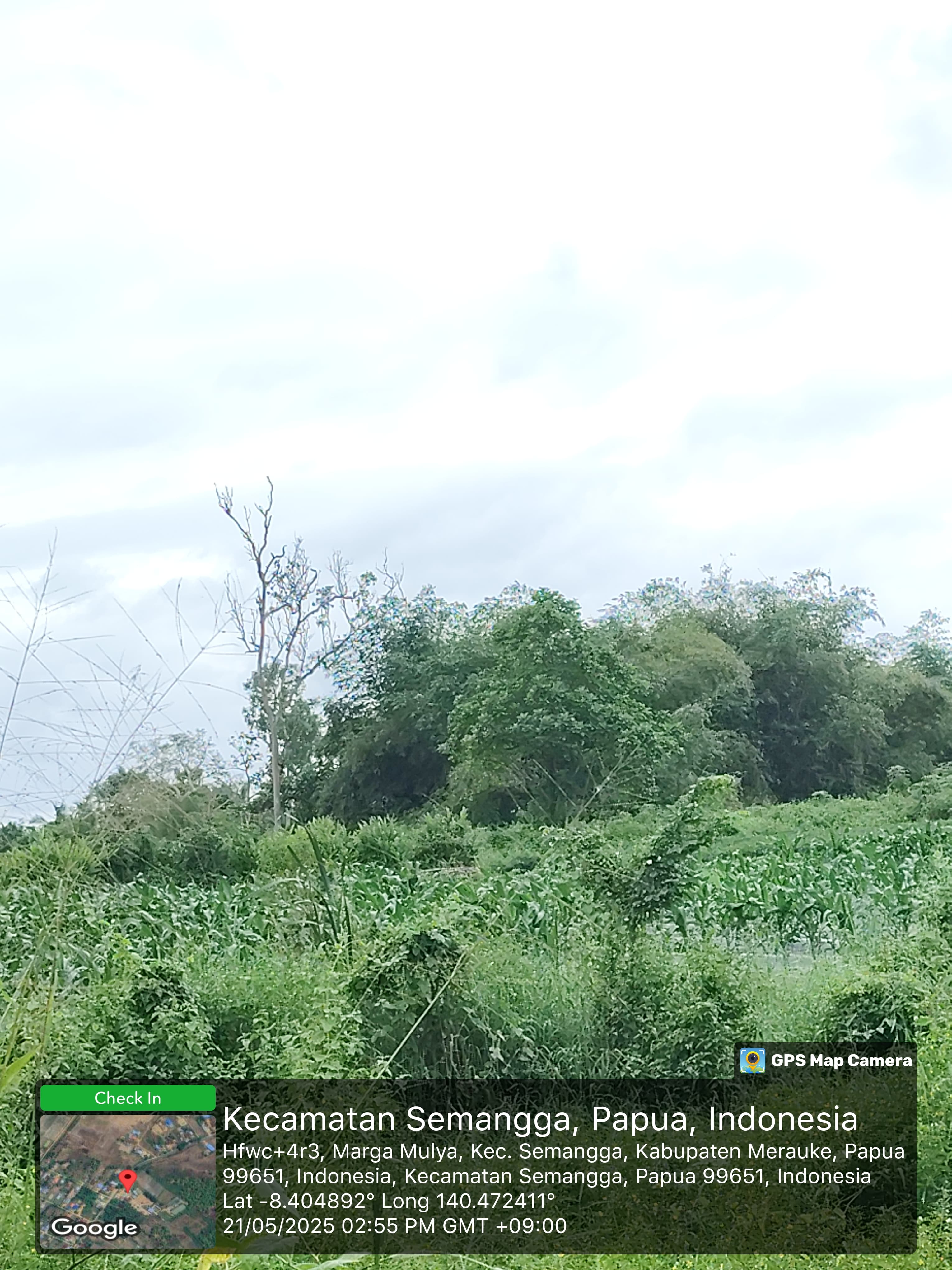 Lahan Jagung Semangga 5