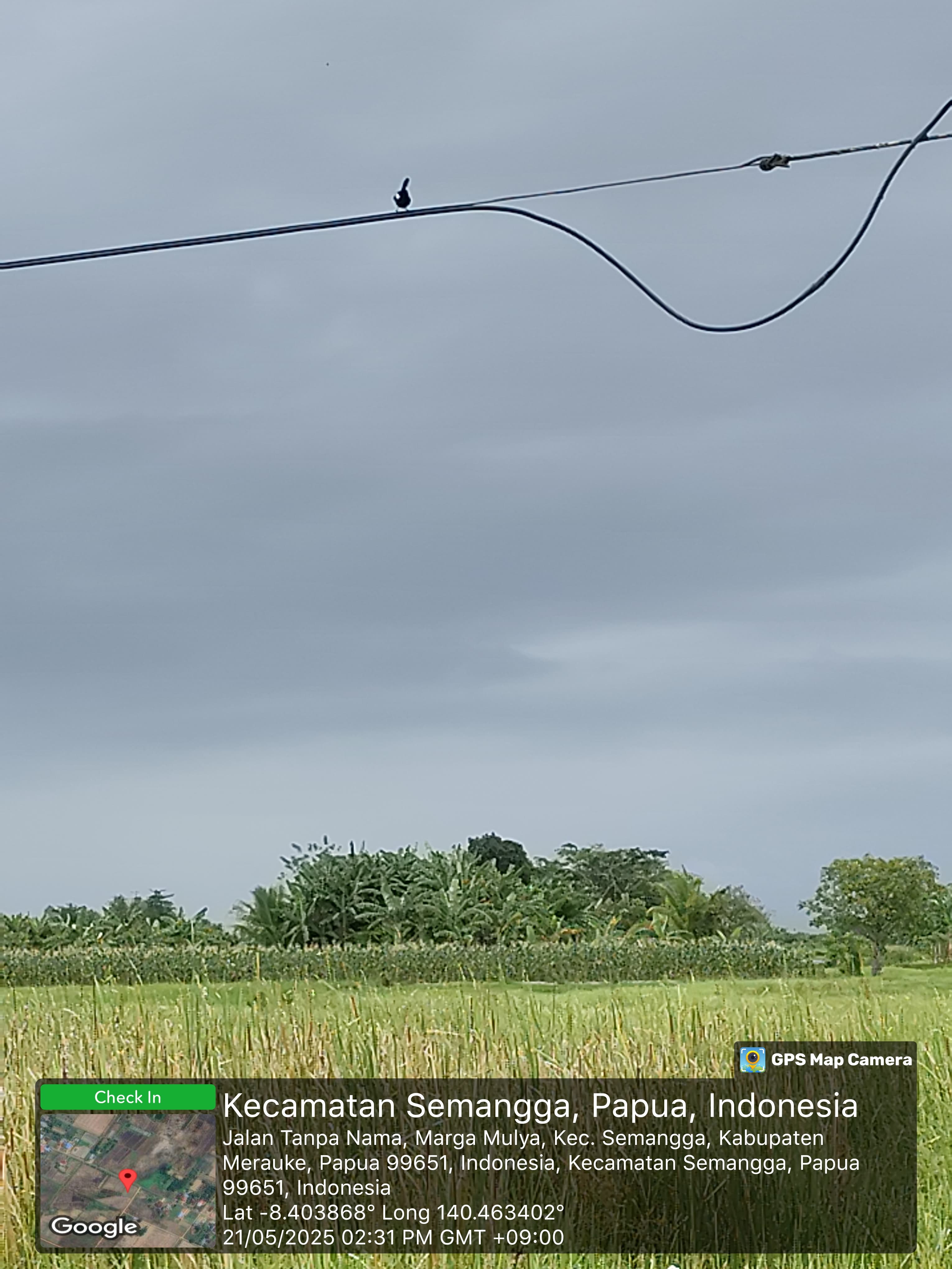 Lahan Jagung Semangga 6